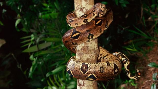 Cahuita: Night Reptile Tour with Specialist Guide