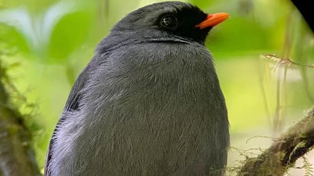 Monteverde: Exploration of the Cloud Forest