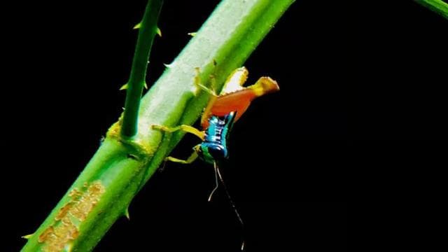 Manuel Antonio: Wildlife and Beach Tour in National Park