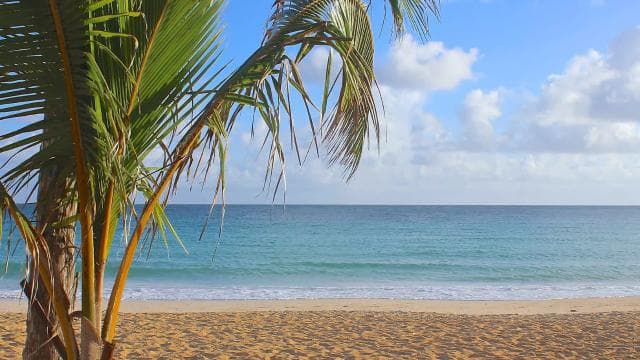 Punta Cana: Half Day Safari and Cultural Experience