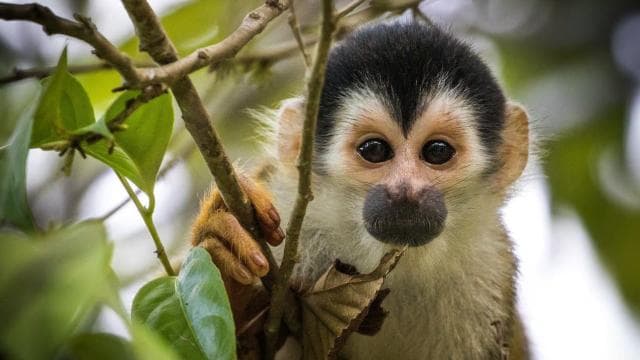 Uvita: Terraba Sierpe Wildlife Mangrove Kayak Tour CostaRica