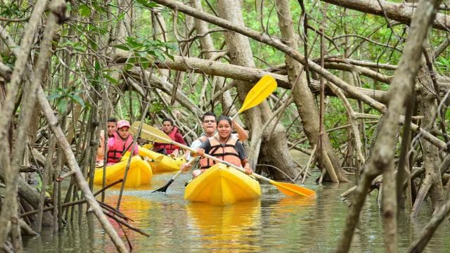 Uvita - Dominical: Private Kayak Tour - Mangroves of Terraba