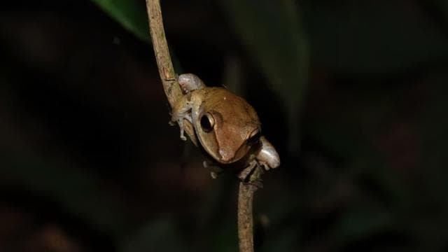 Caribbean Moonlight Hike