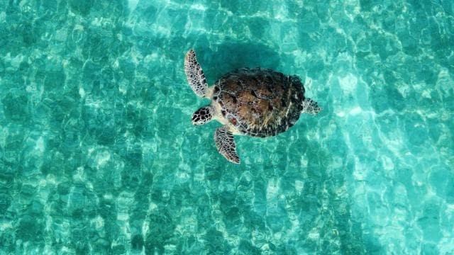 Fajardo: Private Snorkel & Boat Adventure