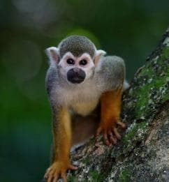 Bayahibe: Monkeyland and Country House Tour with Pickup