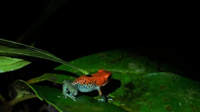 Puerto Jimenez: Nighttime Wildlife Hike with a Local Guide