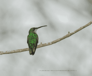 Birding: 4 Days of Bird Watching Dominican Republic - Dominican Republic