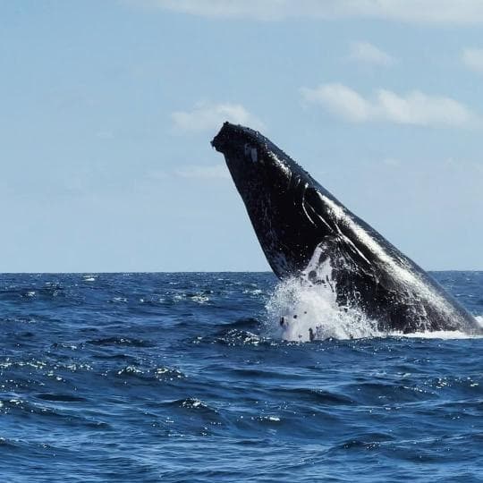 Punta Cana: Miches Whale Watching Catamaran Tour with Snacks