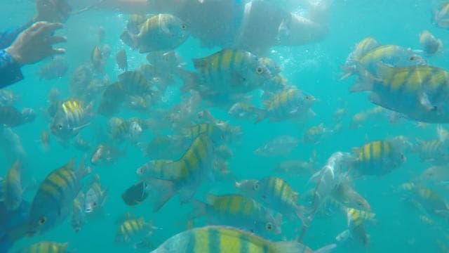 From Jaco: Tortuga Island Day Trip with Activities