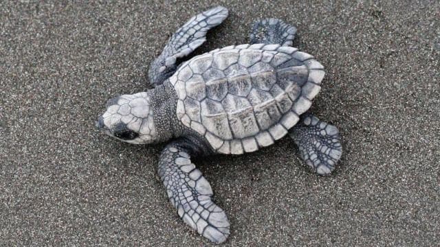 Tamarindo: Turtle Nesting Tour Tamarindo, Guanacaste, CR