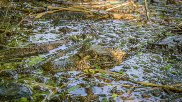 Cahuita National Park: Best Things to Do in Cahuita Limon
