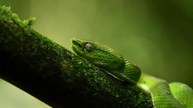 Immerse yourself in the magic of the Monteverde Cloud Forest