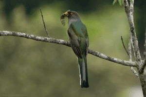 Private Birding Tours of the Dominican Republic