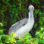 Los Haitises National Park Tour from Las Terrenas, Samaná. Half Day Trip. - Dominican Republic