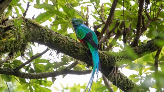 Quetzal: Costa Rica Birdwatching Experience - Los Quetzales