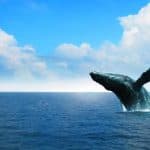 Sabana de la Mar Whale Watching & Cayo Levantado (Bacardi Island)