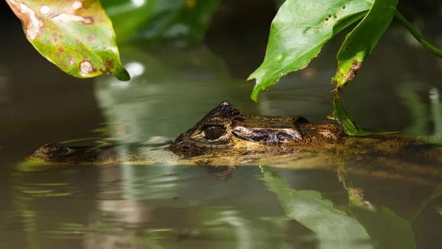 Tortuguero: "Unforgettable" canoe tour in the Tortuguero National Park