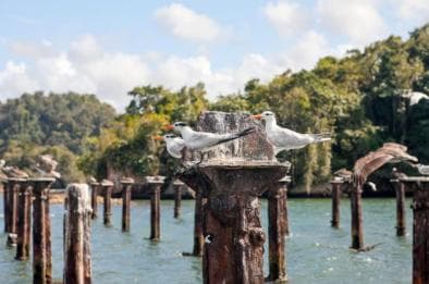Samana: Los Haitises & Cano Hondo Overnight Tour