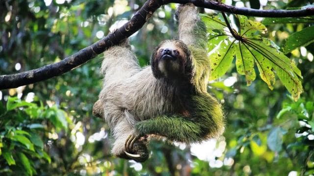San José: Arenal Volcano, Hot Springs, & Zip Lining w/ Meals