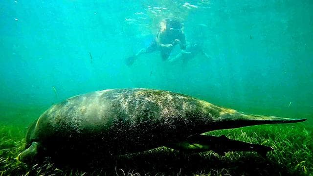San Juan: Sea Turtles & Manatees Snorkeling with Video & Rum
