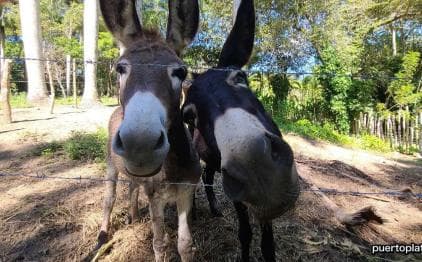 Dominican Republic Countryside Safari Tour from Puerto Plata