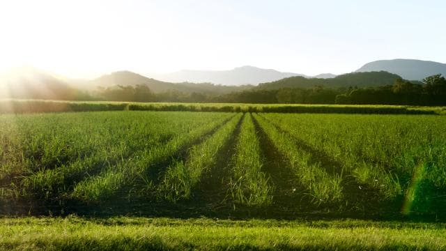 From San Jose: Orosi Valley & Lankester Garden Day Tour