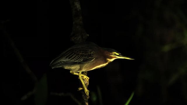 Manuel Antonio Mangrove Boat Night Tour