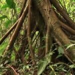 2 Hours Hiking Rain Forest Los Haitises