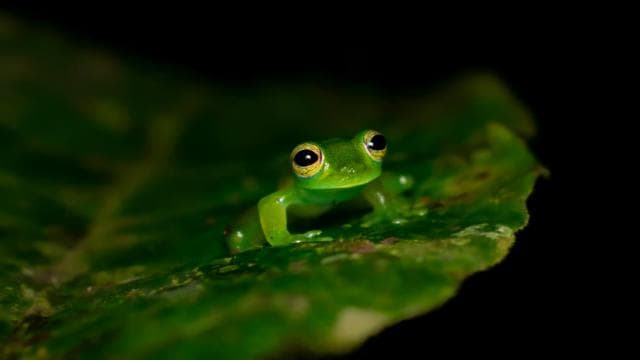 Monteverde: Night Walk in the Magical Forest - Dominican Republic