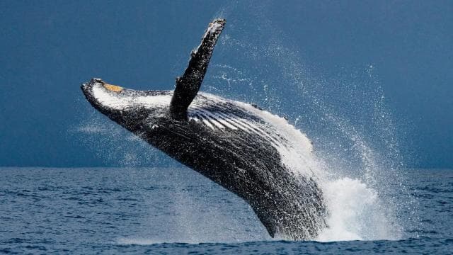 Uvita: Marino Ballena National Park Whale/Dolphin Watching