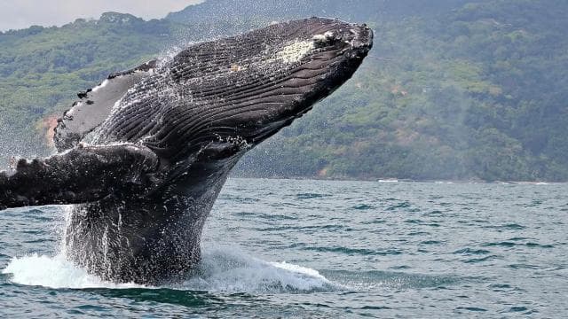 Uvita: Marino Ballena National Park Whale-Watching Tour