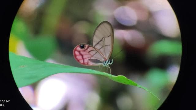 Puerto Viejo Talamanca: Hike through Gandoca Manzanillo Wild Life refuge.