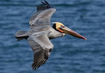 Samana: Visit Samana, Los Haitises Park, and Cayo Levantado Island