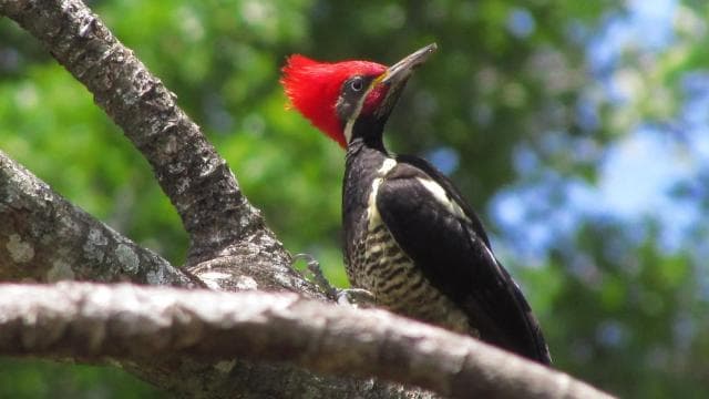 Monteverde Hanging Bridges and Night Walk Tour