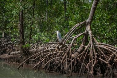 Sabana de la Mar: Los Haitises Guided Hike and Kayaking