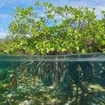 Private Birding Tours of the Dominican Republic