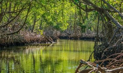Samana: Los Haitises National Park & Caño Hondo Day Tour