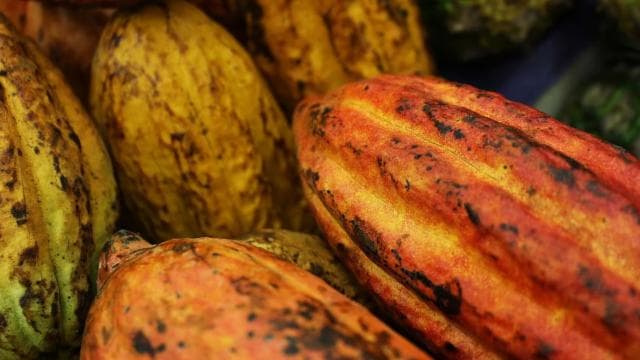 San Carlos: The Art of Chocolate Making Tour at Don Olivo