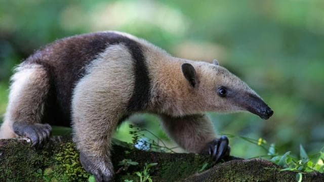 Carara National Park: Guided Walk Carara Costa Rica Nature