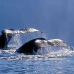 Miches: Samaná Whale Watching + Cayo Levantado (Bacardi Island) + El Limón Waterfalls