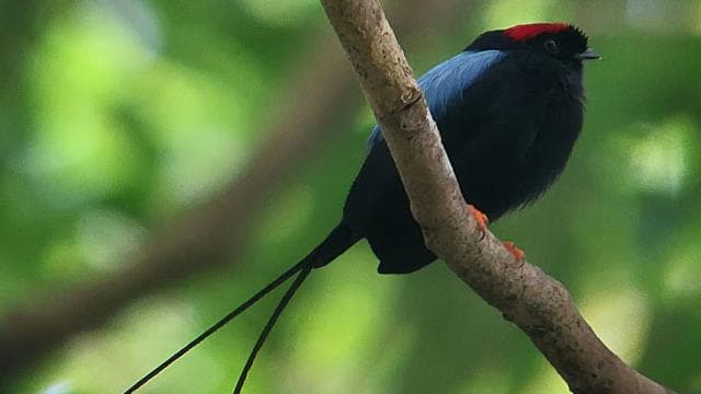 Curicancha Reserve Birdwatching Tour