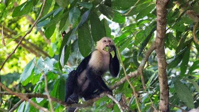Quepos Costa Rica: Mangrove Monkey Tour
