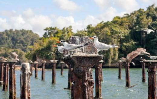 Los Haitises Boat Ride + Caño Hondo Natural Pools