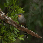 Bayahibe: Bird Watching & Cotubanama National Park
