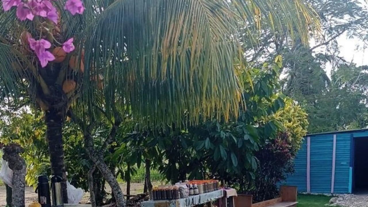 Punta cana: 3 hour panoramic with artisan market small group