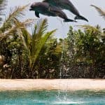 Dolphin Encounter at Ocean World, Puerto Plata