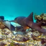 Catalina Island & Altos de Chavon From Punta Cana (Snorkeling with Catamaran Party)