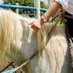 Punta Cana: ATV and Horseback Ride Adventure Tour - Dominican Republic