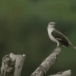 Bayahibe: Bird Watching & Cotubanama National Park