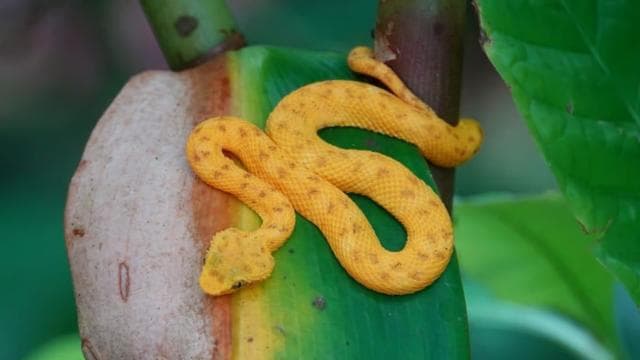 Cahuita: Guided Hike Through Cahuita National Park